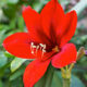 Amaryllis Talcott 